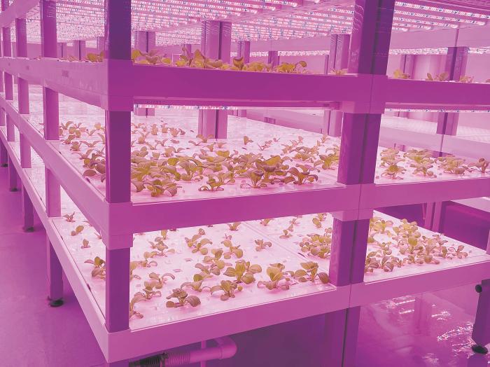 在物美植物工廠里，通過LED燈的照射，蔬菜散發(fā)勃勃生機(jī)。受訪者供圖